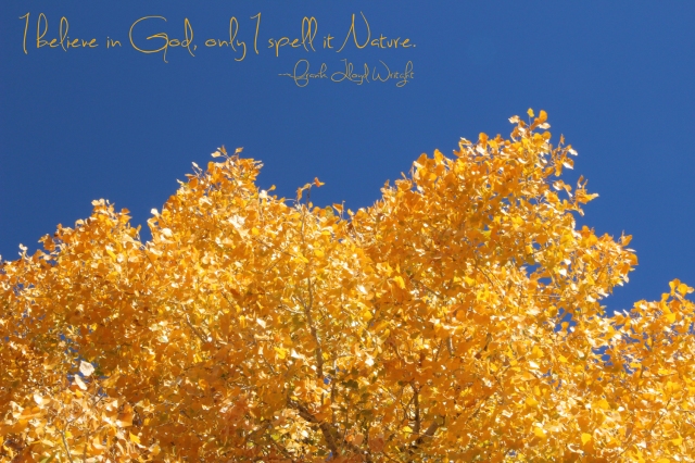 Yellow Gold Leaves and Frank Lloyd  Wright quote