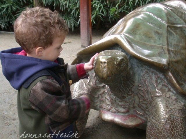 j and tortoise