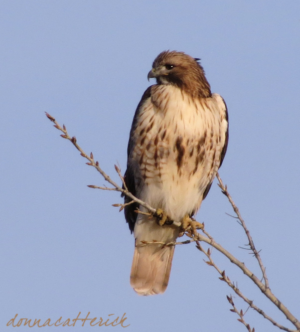 young redtail