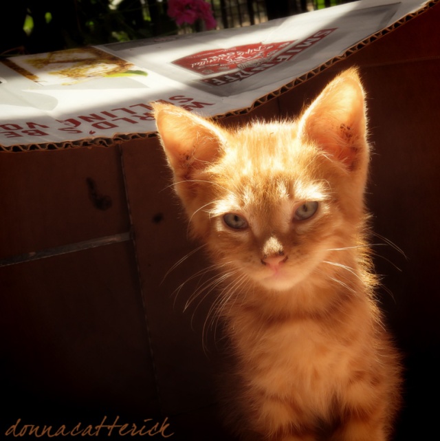 orange-kitten